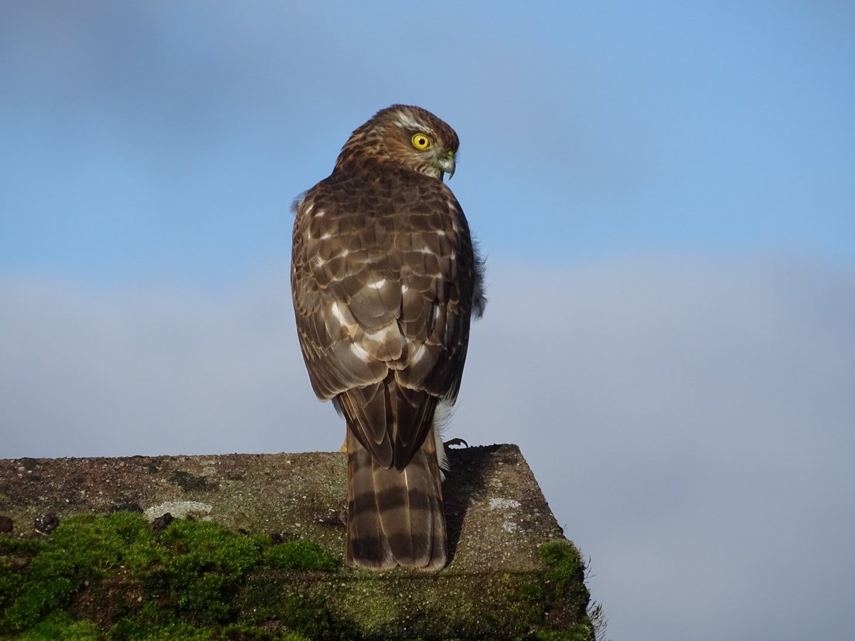 Gwyneth Davies tweet media