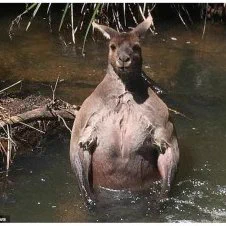 カンガルーの必殺技！水辺にて敵を待ち構えていたら用心するべし