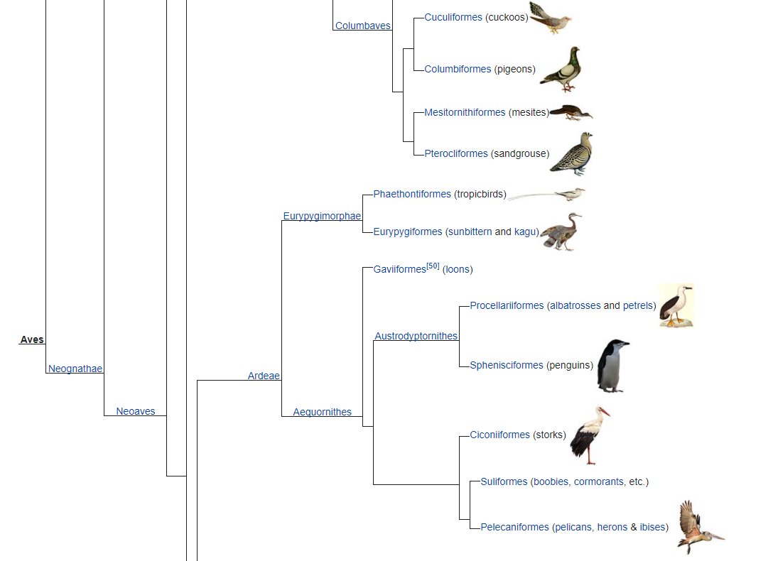 OK RATING ORDERS OF BIRDS: a thread.Gonna go in the order laid out in the Kuhl et al. cladogram. Pictures will be provided. I won't be getting a better excuse to just stare at birds all day