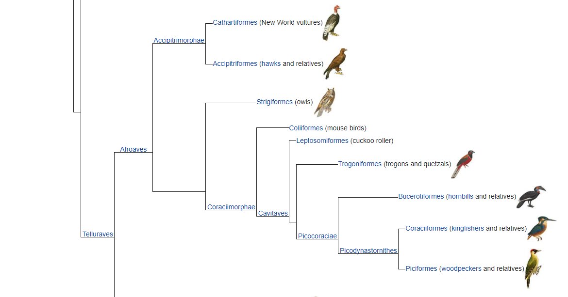 OK RATING ORDERS OF BIRDS: a thread.Gonna go in the order laid out in the Kuhl et al. cladogram. Pictures will be provided. I won't be getting a better excuse to just stare at birds all day