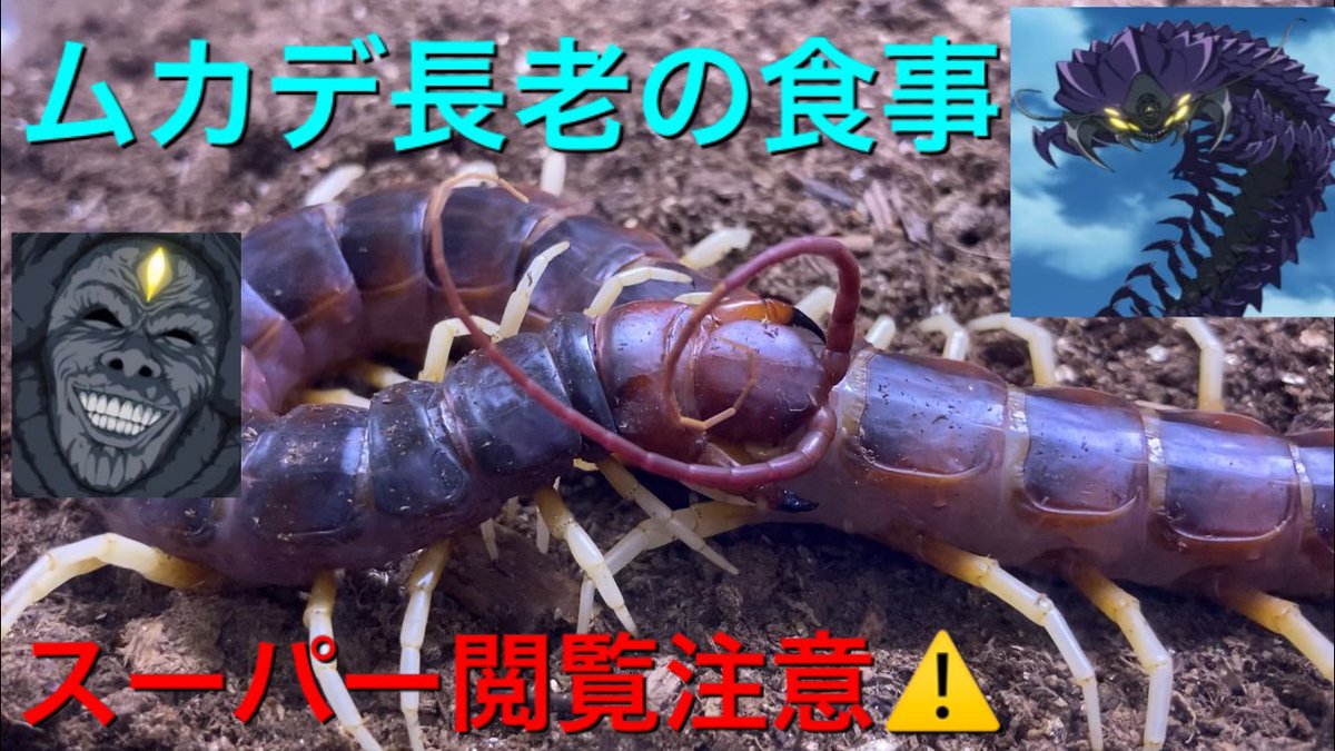 草津熱帯圏 Twitter પર 世界最大級オオムカデの食事 T Co Rhnnhvfy8w Youtubeより 今日は ペルビアンジャイアントオオムカデの食事です スーパー閲覧注意 ですがよければご覧下さい チャンネル登録もよろしくお願いします 草津熱帯圏 節足動物