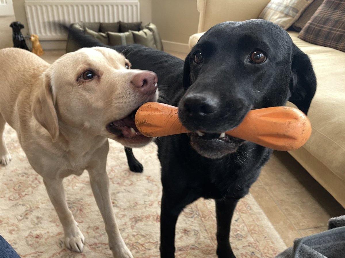 If you have been waiting for the Audible version of ‘Olive, Mabel &amp; Me’ then wait no more. AVAILABLE TODAY. Narration mostly by me with some input from them. They are celebrating by fighting over a toy bone, if you can imagine such a thing.
