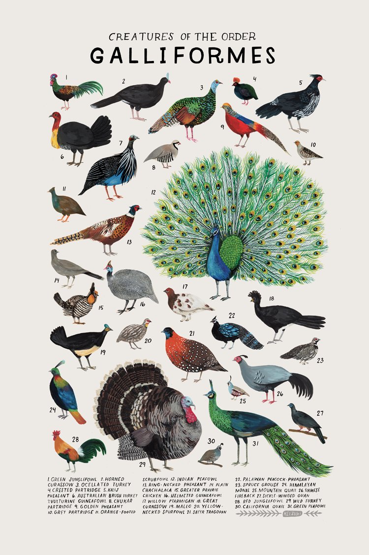 2. Galliformes. Also known as fowl. Includes: chickens, turkeys, pheasants, quailsGood shit! GOOD shit! These great personalities. Whether they live in the tropics or the Arctic, they are all rotund and make silly noises. You could not ask for better.10/10