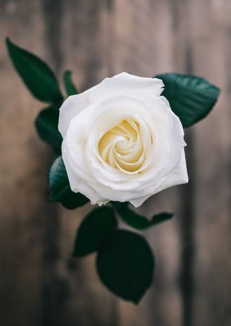 صباحكم ورد جمعه مباركه عليكم اخواتنا المسلمات انا عندى حظر رسايل مش عارف ارد بشكر ال بيراسلنى يفك الحظر وهارد فورا ولو عاوزة حاجه نتكلم هنا اختاه بحبكم جميعاا