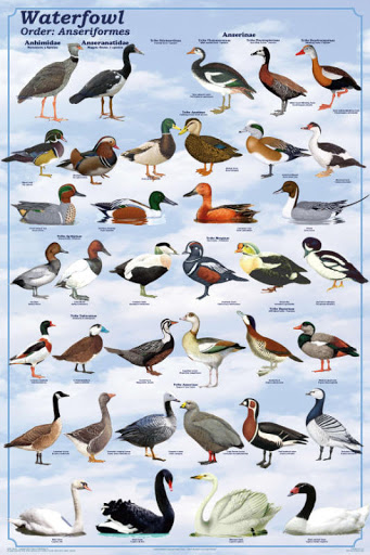 3. Anseriformes. Also known as waterfowl. Includes: Ducks, swans, geeseFriends! But tbh the aggressive ones are the good ones. Also love the fuzzy brown/grey babies. They make fun rubber animal noises (honks and quacks) and I am fond of their sitting/swimming posture.8/10