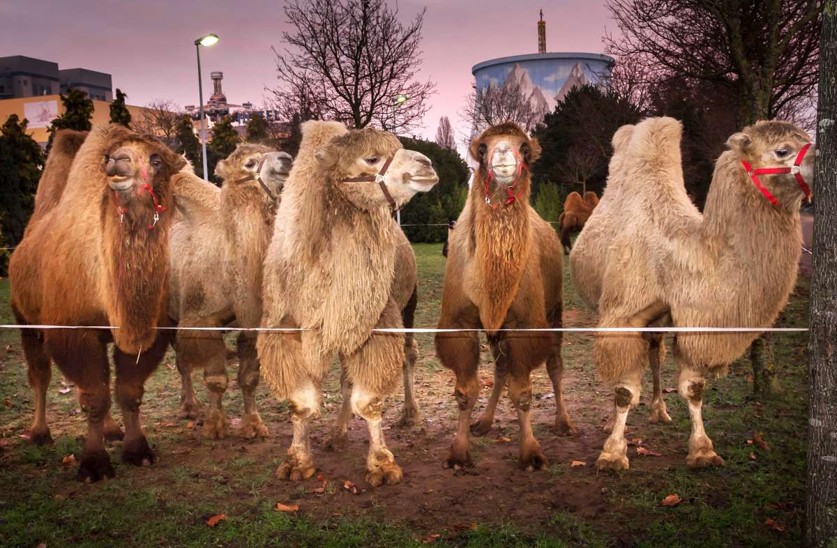 nrwparks's tweet photo. Nach dem Erfolg des Winter Wunderland Drive-In folgt nun das naächste Projekt im Wunderland Kalkar: Safariland am Niederrhein  https://t.co/KIX9Jb0rRL

#werbungunbezahlt #wunderlandkalkar #kerniesfamilienpark #circusmaximum #zirkus #safariland #freizeitpark #nrw #amusementpark https://t.co/AsrTjytjJ4