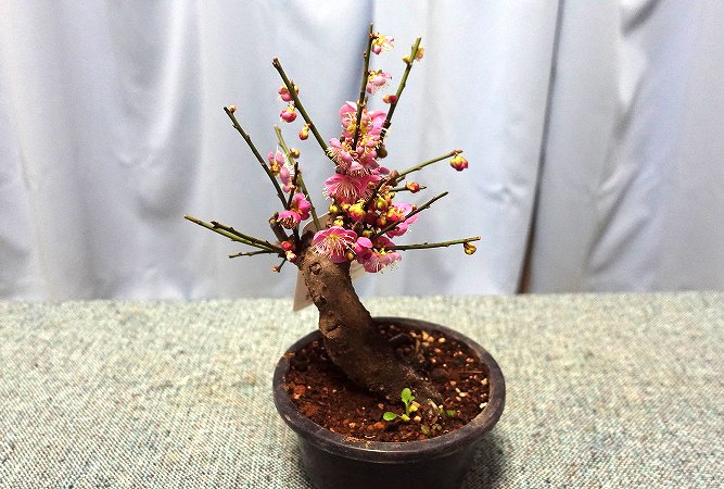 梅のミニ盆栽を買ってきました。
カエサルの水槽を作り変えようと調べていたら、水槽内で滝を作ったり山を作ったりしている人が大勢いて、感動したので私も作ってみたくなりました！
このミニ盆栽を使って水槽内に自然を表現してみようと思います☺️