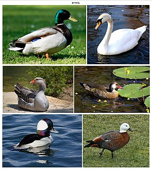3. Anseriformes. Also known as waterfowl. Includes: Ducks, swans, geeseFriends! But tbh the aggressive ones are the good ones. Also love the fuzzy brown/grey babies. They make fun rubber animal noises (honks and quacks) and I am fond of their sitting/swimming posture.8/10