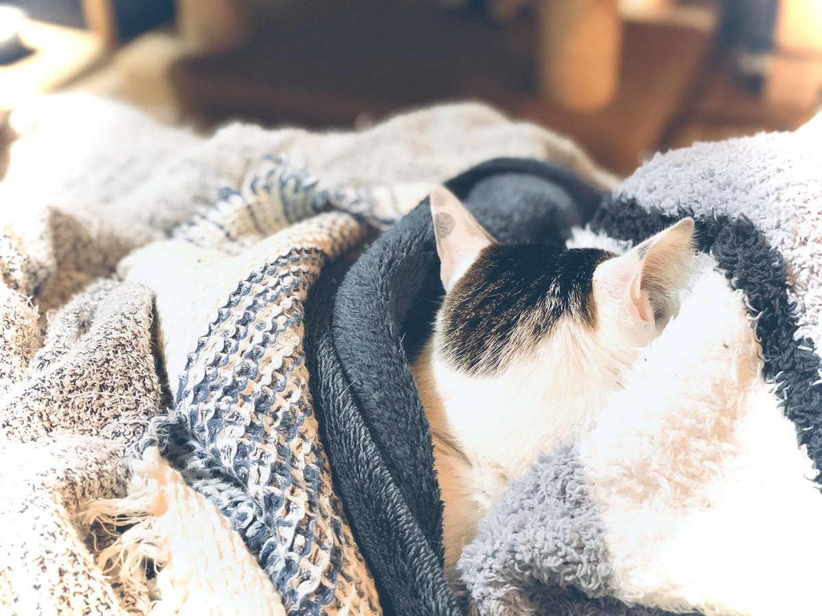 Shilo D Omamu 猫の後頭部がたまらなく好きです お腹の太陽の匂いも好きだけど 後頭部の生き物 って感じの匂いも好きです 猫 Cat ねこ 猫好きさんと繋がりたい 猫のいる暮らし 猫の後頭部 たまらん