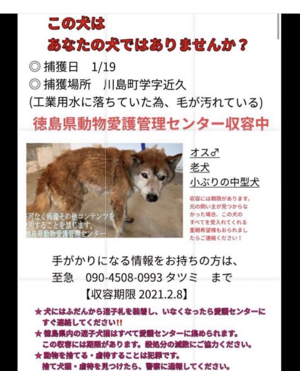 O Xrhsths タコちゃん Sto Twitter 徳島県動物愛護管理センター 収容期限 21年2月8日 飼い主様探しのポスティングボラ様募集しております 下記の投稿元様へ 迷子犬 迷子犬情報 迷子犬の掲示板 迷子犬保護 迷い犬 迷い犬保護中 犬探してます 徳島県 O Xrhsths タコちゃん Sto Twitter 徳島県動物愛護管理センター 収容期限 21年2月8日 飼い主様探しのポスティングボラ様募集しております 下記の投稿元様へ 迷子犬 迷子犬情報 迷子犬の掲示板 迷子犬保護 迷い犬 迷い犬保護中 犬探してます 徳島県