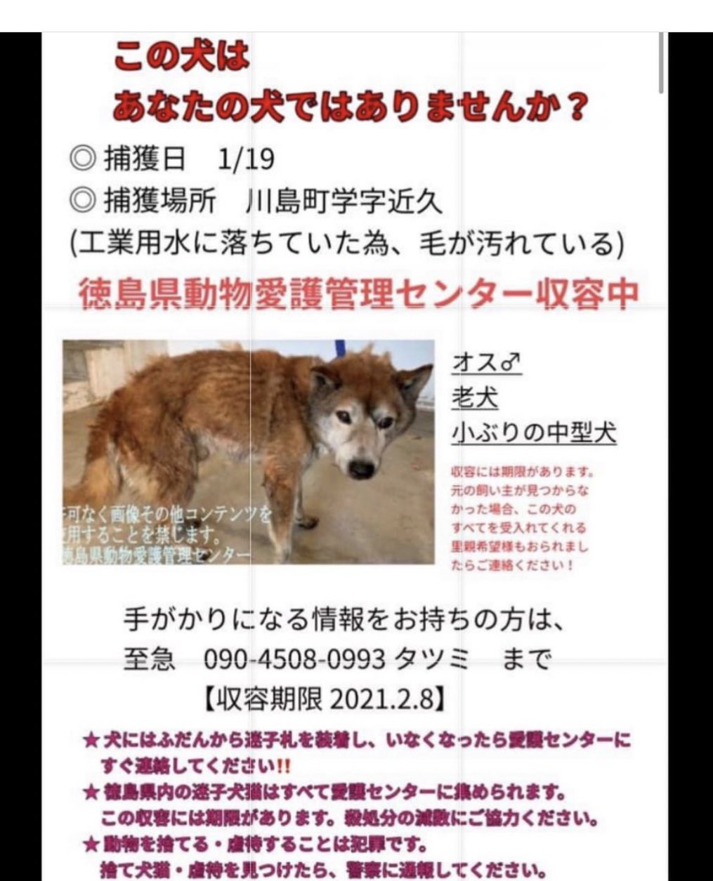 大タコちゃん No Twitter 徳島県動物愛護管理センター 収容期限 21年2月8日 飼い主様探しのポスティングボラ様募集しております 下記の投稿元様へ 迷子犬 迷子犬情報 迷子犬の掲示板 迷子犬保護 迷い犬 迷い犬保護中 犬探してます 徳島県迷子犬 大タコちゃん No Twitter 徳島県動物愛護管理センター 収容期限 21年2月8日 飼い主様探しのポスティングボラ様募集しております 下記の投稿元様へ 迷子犬 迷子犬情報 迷子犬の掲示板 迷子犬保護 迷い犬 迷い犬保護中 犬探してます 徳島県迷子犬