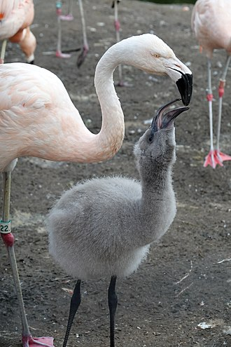 4. Phoenicopteriformes. aka flamingos, the only living members of the order  They are the TRUE party bird. Look at these flocks! They live in brackish water & get those excellent fresh palettes from their shrimp diet.Btw have you seen a flamingo baby? because look8/10
