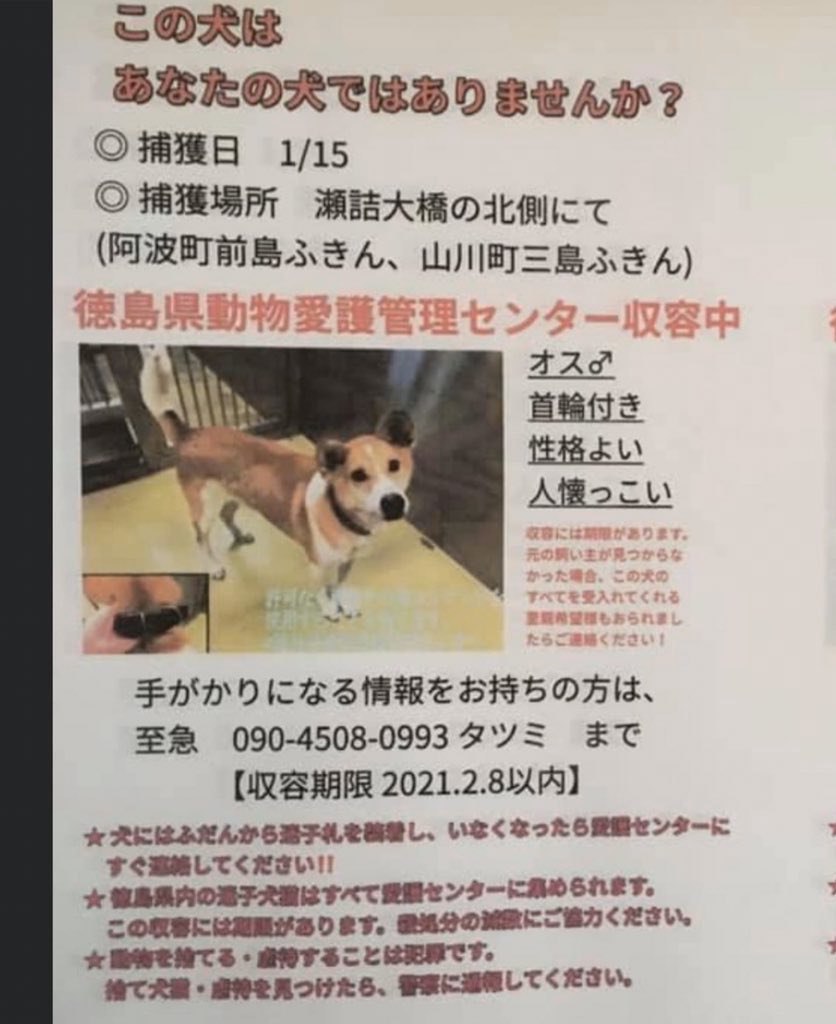 タコちゃん V Twitter 徳島県動物愛護管理センター 収容期限 21年2月8日以内 飼い主様お迎えを 下記の投稿元様へ 迷子犬 迷子犬情報 迷子犬の掲示板 迷子犬保護 迷い犬 迷い犬保護中 犬探してます 徳島県迷子犬 里親募集中 里親募集犬 タコちゃん V Twitter 徳島県動物愛護管理センター 収容期限 21年2月8日以内 飼い主様お迎えを 下記の投稿元様へ 迷子犬 迷子犬情報 迷子犬の掲示板 迷子犬保護 迷い犬 迷い犬保護中 犬探してます 徳島県迷子犬 里親募集中 里親募集犬