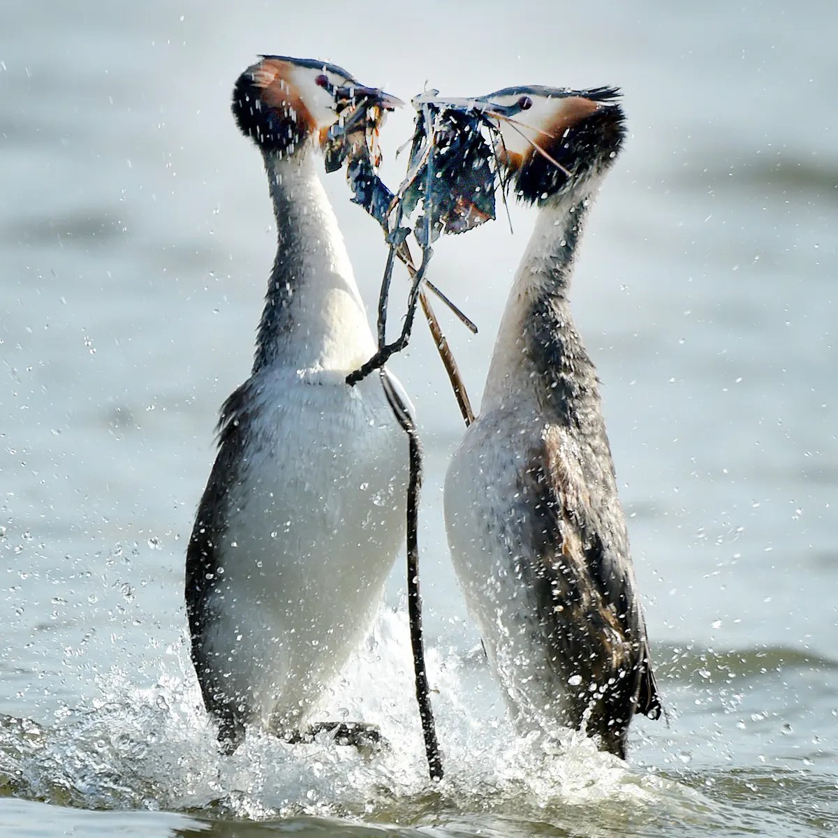 5. Podicipediformes, aka grebes (also the only living members)Basically very aesthetic swans that sing better, and also do hella mating dances on water. Some (like the greater crested grebe) have fancy crests.Have an obligatory photo of a chick taking the parent cruise9/10