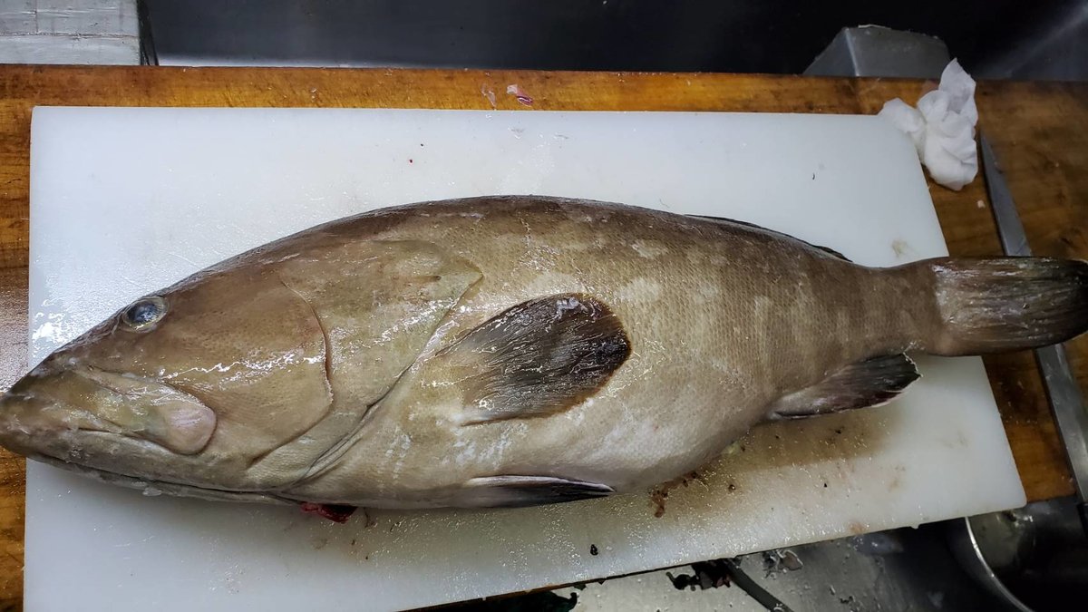 和食 海鮮料理 食彩 太信 北茨城 今が最高に美味しい玄界灘のクエを仕入れました クエ鍋 1人前 3 500円 クエの刺身 2 100円 週末が食べ頃ですよ