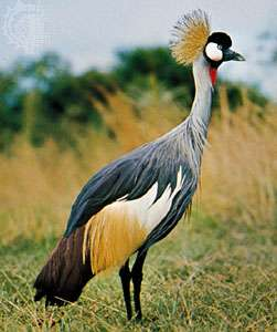 6. Gruiformes. aka cranes and rails. Includes: cranes, moorhens, cootsExtremely good!! Who doesn't love freshwater bird with large foot. Cranes are culturally appreciated for Aesthetic, rails and friends are the round, compact siblings.I have a gift! it's more babies.10/10