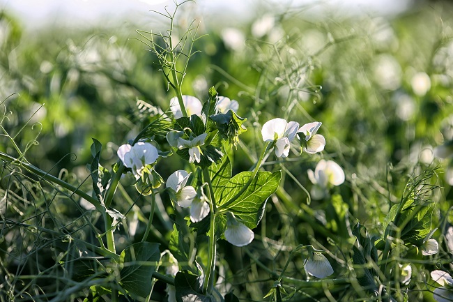 🤩FREE Webinar! Join us!🤩

The practices, pitfalls and pay-offs of #Intercropping with researchers &amp; farmers. 🚜🌱👏👍🌍

🗓 9th Feb
⏰ 2-5pm GMT
<a href="/STC_Ltd/">STC Ltd</a> <a href="/JamesHuttonInst/">James Hutton Institute</a>
<a href="/PlantTeams/">DIVERSify</a> #H2020 #ClimatePositive #Regenerative #Agroecological <a href="/EmilyTrivett1/">Emily Trivett</a>

👇eventbrite.co.uk/e/troubleshoot…
