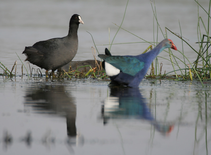 6. Gruiformes. aka cranes and rails. Includes: cranes, moorhens, cootsExtremely good!! Who doesn't love freshwater bird with large foot. Cranes are culturally appreciated for Aesthetic, rails and friends are the round, compact siblings.I have a gift! it's more babies.10/10