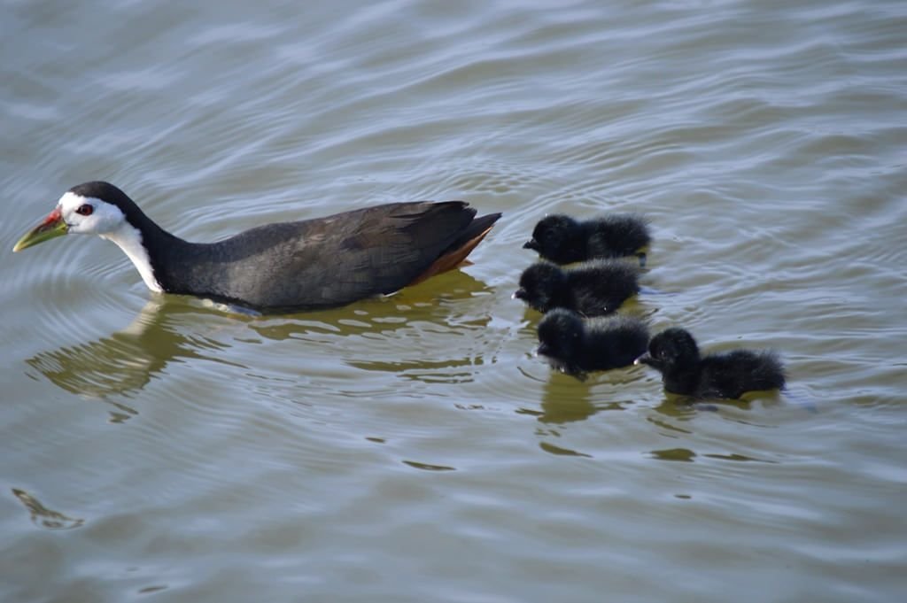 6. Gruiformes. aka cranes and rails. Includes: cranes, moorhens, cootsExtremely good!! Who doesn't love freshwater bird with large foot. Cranes are culturally appreciated for Aesthetic, rails and friends are the round, compact siblings.I have a gift! it's more babies.10/10