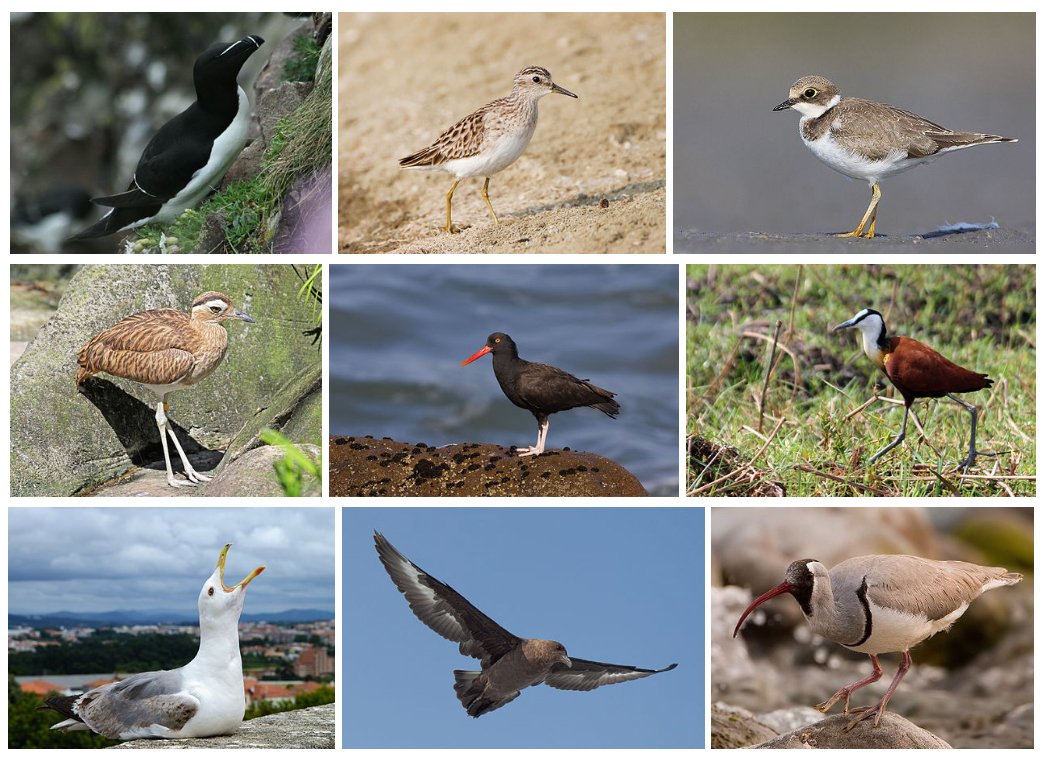 7. Charadriiformes. aka waders and friends. Includes: plovers, gulls, auksThat Range...it has leggy shorebirds like plovers, waddly shorebirds like puffins, and ocean scream bird (gulls).Did you know a gull pooped on me once? I'm bumping the score down because of that7/10