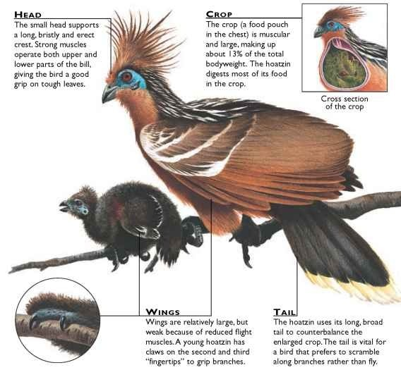 8. Opisthocomiformes, aka hoatzins. This order only has one species, the hoatzinWhat a badass bird!! Its ancestors branched off from other bird lines 64 million years ago. Chicks have claws on their wings that they use to grip tree branches!? have another babey10/10