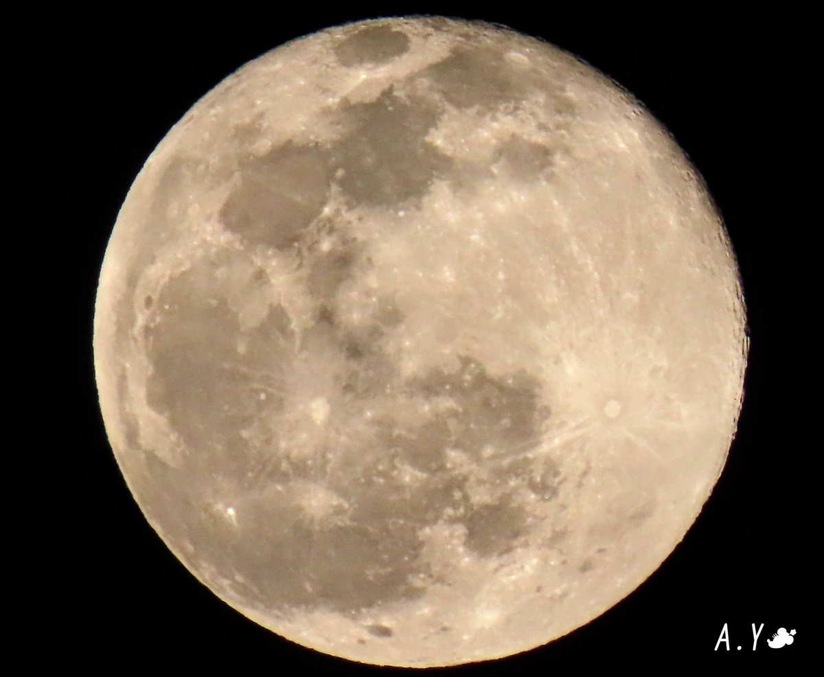 yumeasutw's tweet photo. 月夜の晩に✨🌕✨
冷たい夜風で手が悴む🌬️✊😖
夜の帳が下りた頃、
東の空に昇る立待月(月齢16 .2)
4時16分に #満月 を迎えました✨
#ウルフムーン
#WolfMoon
#月 #moon
#夜空 #宙の名前
#a2021 #a0129 #a202101 #a2021015 https://t.co/jHsMp1A5ZT