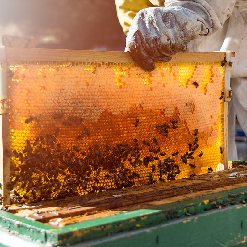 theBeeWatchapp's tweet photo. Help us put your old mobile phones π± to good use - send it to us and we will help an African beekeeper out of poverty. Help both our beekeeperβs and the environment in the process! ππ
https://t.co/56fVUl1Y6B #Phones4Bees https://t.co/K89Ylkb5uu