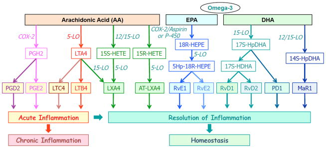 Inflammation in general is mediated by prostaglandins in turn derived from arachidonic acid.Resolvins, which dampen inflammation, are made from omega-3 fatty acids.