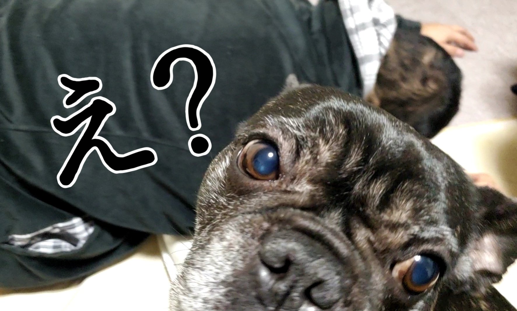 犬のおなら Twitter Search Twitter