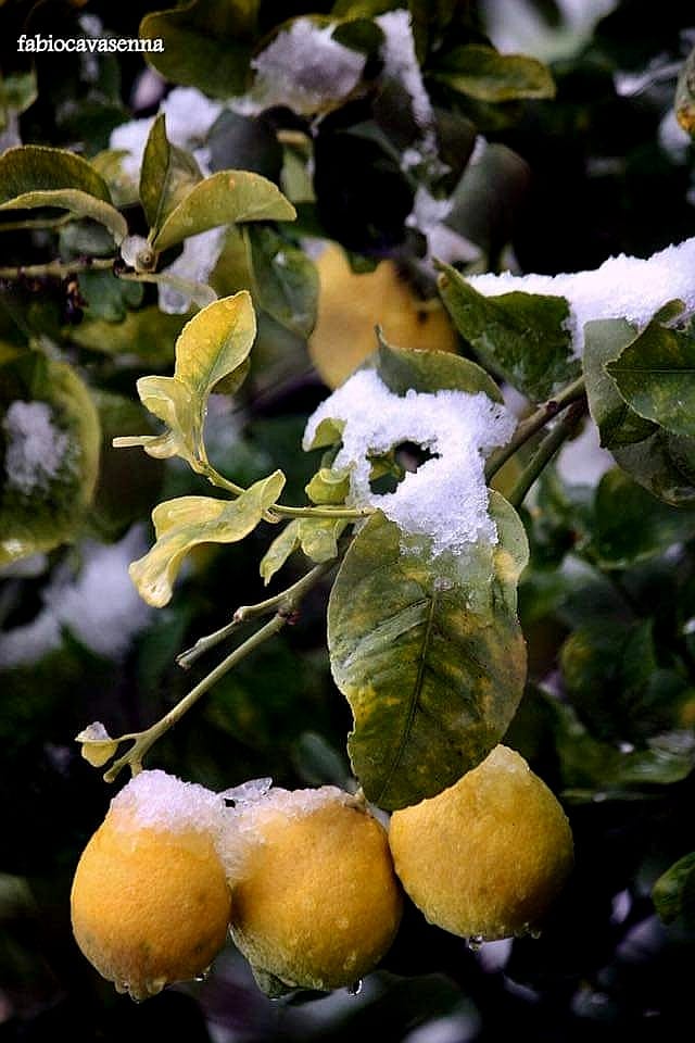 Tutto puo' succedere nei #Giornidellamerla ☃

#Monreale #visitsicilyinfo #limoni #neve #snow #lemon #LemonTree

📷 Fabio Cavasenna