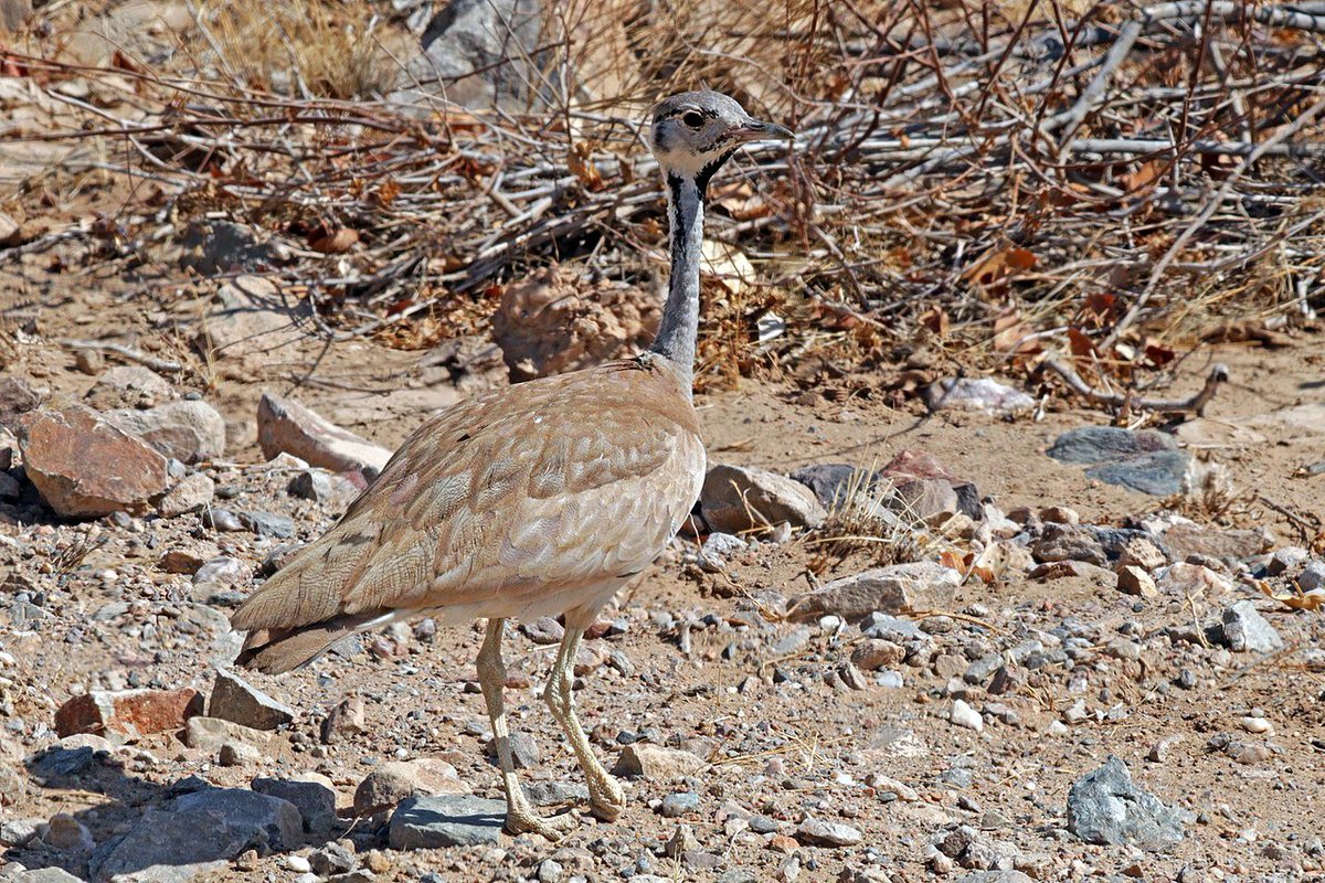 10. Otidiformes, aka bustards. Includes: bustards, floricans, korhaans.I need to have a word with whoever named them. Lorge ground-dwellers, some even longer than a child is tall (1.2m, kori bustards are the largest flying species!) A solid bird, just needs better PR.7/10