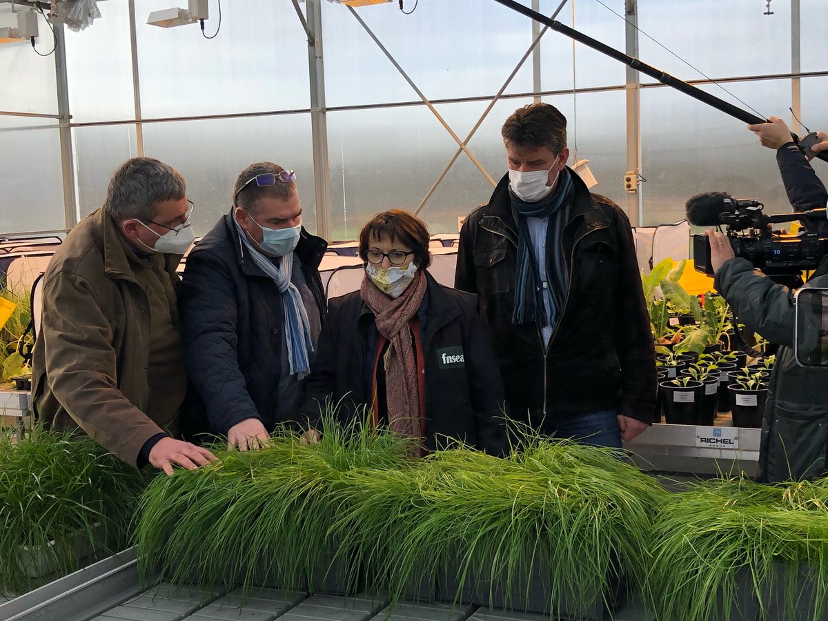 ChLambert_FICT's tweet photo. A l’ @ITBetterave Institut technique betterave, expérimentation sur les pucerons. 
Une solution: la Fétuque endophytée qui développe la Loline au pouvoir #insecticide sur ses racines. 
Enfouie ds le sol avant semis elle protège les #betteraves  des pucerons.
Vive la recherche ‼️ https://t.co/EeycWhgMeZ