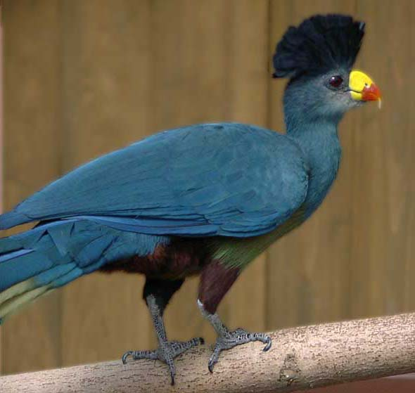 11. Musophagiformes, aka turacos.How often do you hear about turacos? They're only found in Africa & look like the fancy child of a pigeon and a parrotWhen I was a kid, most books grouped them with cuckoos (Cuculiformes), it's only recently that literature has caught up7/10