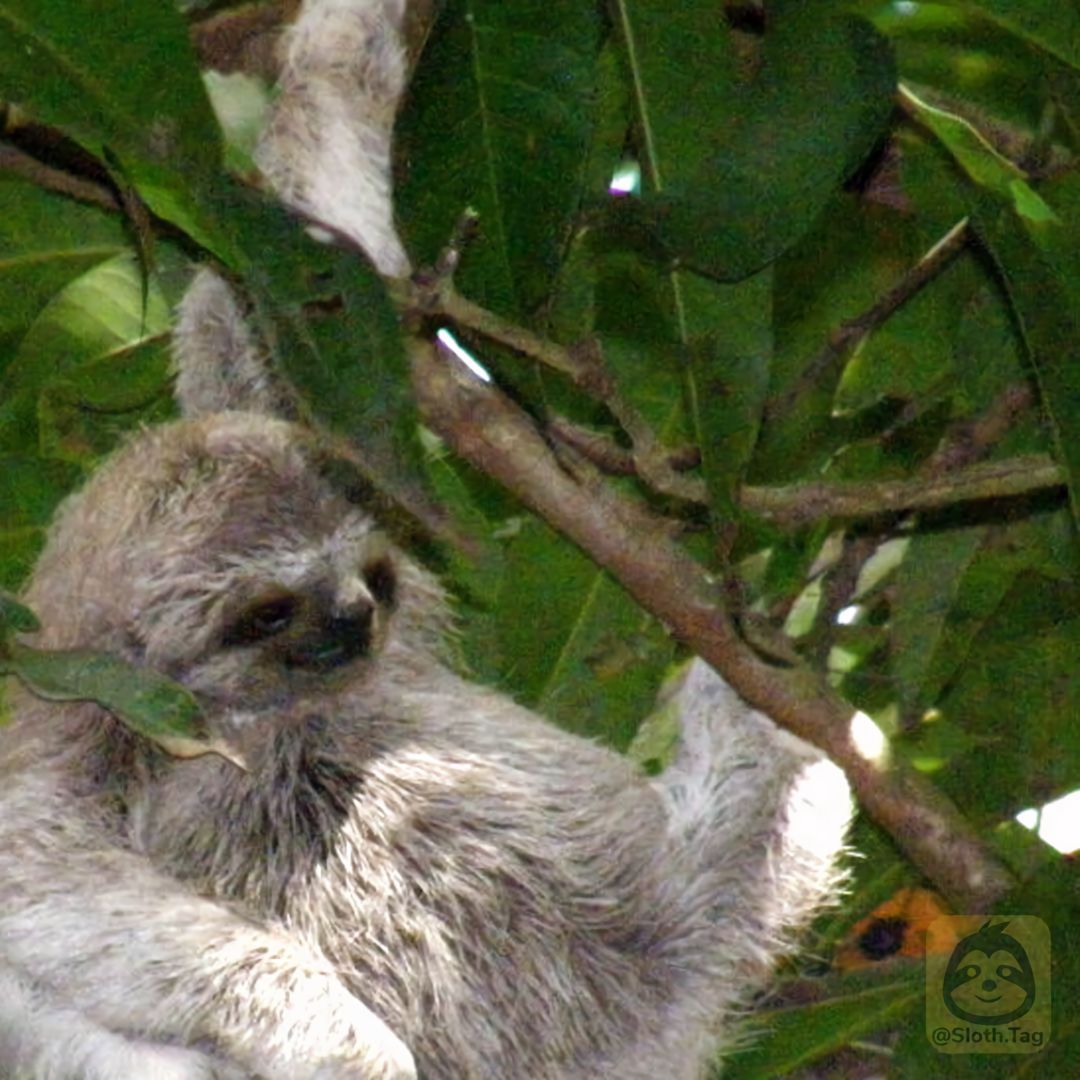 slothtag's tweet photo. Pygmy sloth
.
.
📷 Credit:  Cherie Stafford
.
.
.
.
.
#sloth #slothtag #faultier #sloths  #ナマケモノ #ленивец #perezoso #perezosos #나무늘보 #귀여운짤 #lenistwo #bradipo #ilovesloth #ilovesloths #lovesloth #lovesloths #slothful #slothnation #slothsofinstagram #slothswag https://t.co/oUE4IlZti2