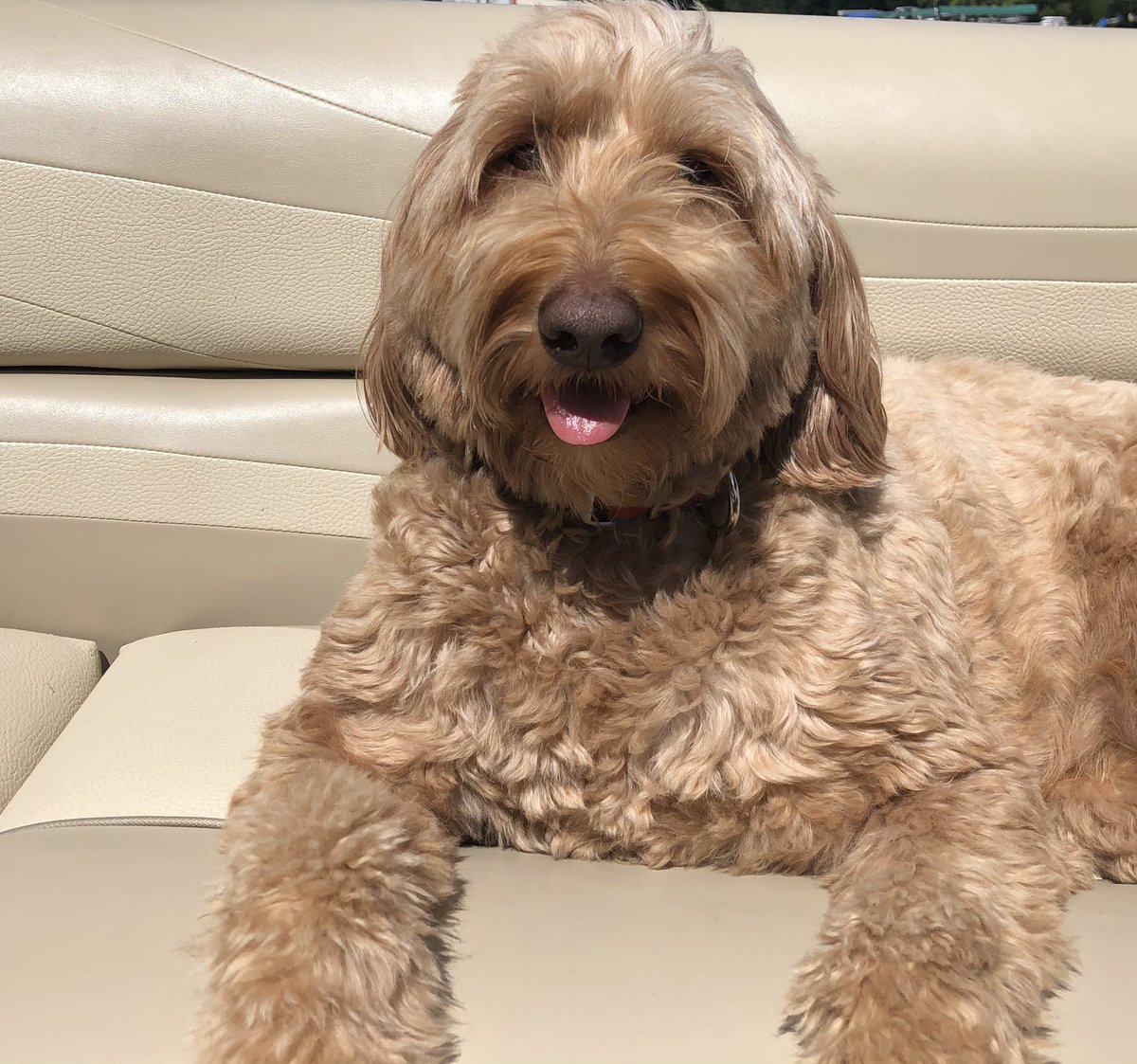 mssimonsayz's tweet photo. @greta This is Lila! https://t.co/HpmwH8pCeH