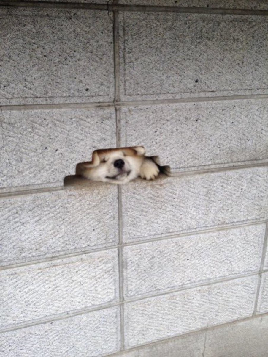 隙間があると顔を出したくなっちゃう犬 この道毎日通りたい これは抜けなくなるパターン Togetter 隙間があると顔を出したくなっちゃう犬 この道毎日通りたい これは抜けなくなるパターン Togetter