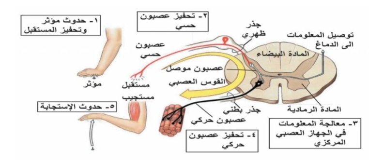 يمثل مثل الفعل الجهاز عن عمل رد الجسمي جسم الابتعاد التحكم في بسرعة ساخن المنعكس العصبي التحكم في