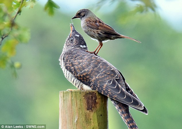 12. Cuculiformes, aka cuckoos. Includes: pigeons, koels, malkohasEVIL! Many of them push other birds' eggs out of their nests & get fed/raised by the parents of the babies THAT THEY MURDERED. Also I grew up with constant koel noises (see 3rd pic. that is the face of evil)5/10