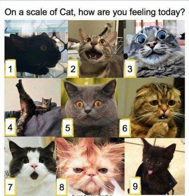 There’s so much you can do to build community in the moments before class and meetings  #prezoom. Here’s another example: On a scale of cat, how are you feeling today?