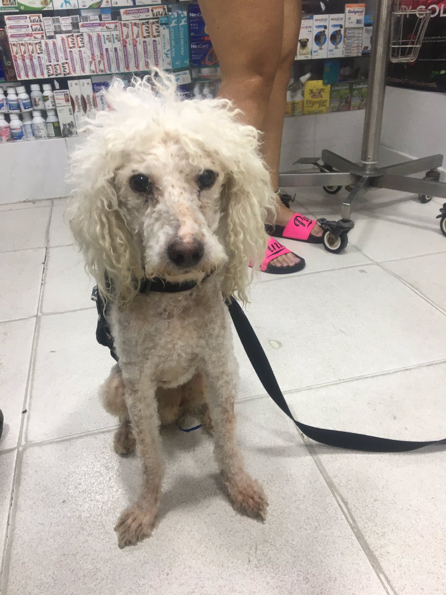 LeiMejia's tweet photo. Barranquilla! Perrito encontrado en la Circunvalar, necesitamos encontrar a sus dueños, esta en la veterinaria Jpets, es muy noble y amoroso, es un ancianito! Si no se encuentran sus dueños se dará en adopción 🙌🏻🥰❤️ https://t.co/xxUcxogw0V
