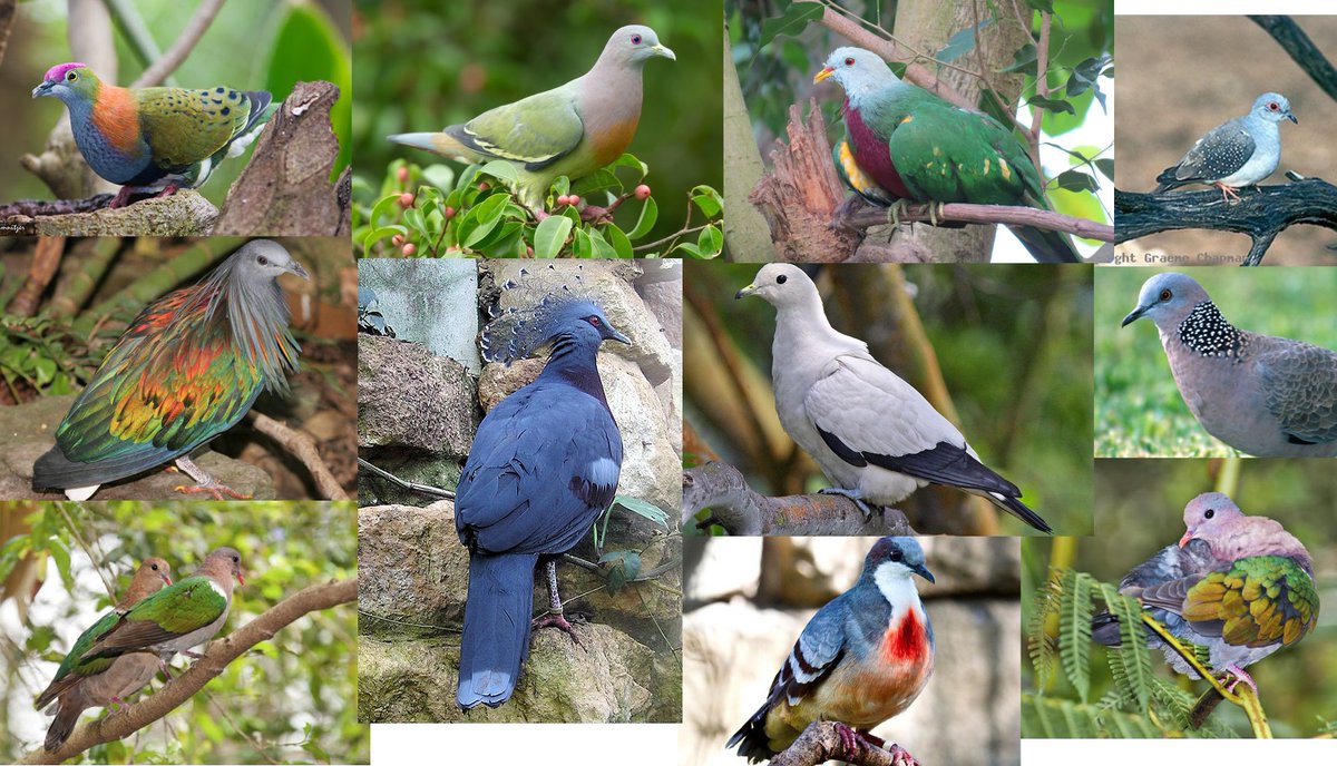 13. Columbiformes, aka pigeons and doves.What a palate cleanser! That style, that range! Excellent shapes, good noises! Racers, military medalists, endorsed by JesusAlso if you have not seen the regional variants, I've made a special collage for you.10/10 with emphasis!!