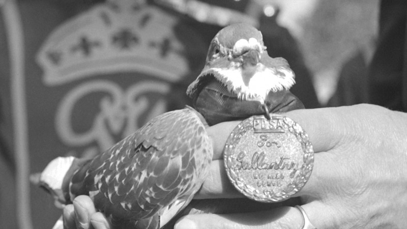 13. Columbiformes, aka pigeons and doves.What a palate cleanser! That style, that range! Excellent shapes, good noises! Racers, military medalists, endorsed by JesusAlso if you have not seen the regional variants, I've made a special collage for you.10/10 with emphasis!!