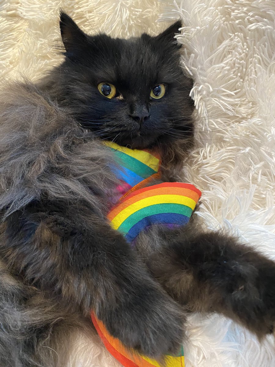 🌈 

#🌈 #supportnhs #smile #bekind #staypawsitive #cat #petsastherapy #patcat