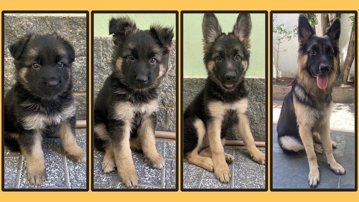 Tobi And Bobi シェパード兄弟犬 シェパード兄弟犬の長男tobiの生後45日 8ヶ月までの成長過程をまとめました 愛らしい子犬からまだまだ成長段階のtobiの成長を癒される って思いながら見てもらえれば嬉しいです T Co Ryx21wyw1p