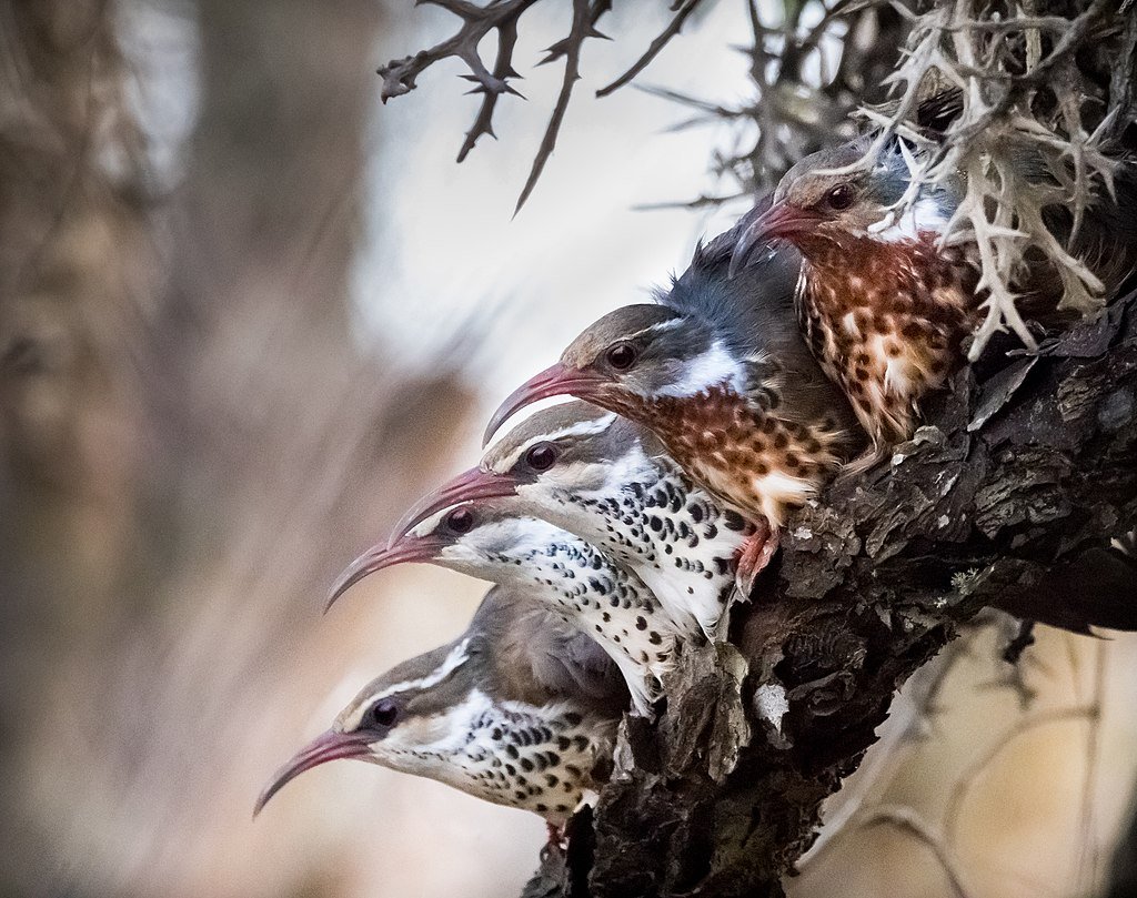 14. Mesitornithiformes, aka mesites.Rare bird! I'll be real with you, this is the first order so far that I've never heard of. All 3 species live on Madagascar & are endangered. They dig for insects, and apparently bird of other species follow to catch the ones they miss.7/10