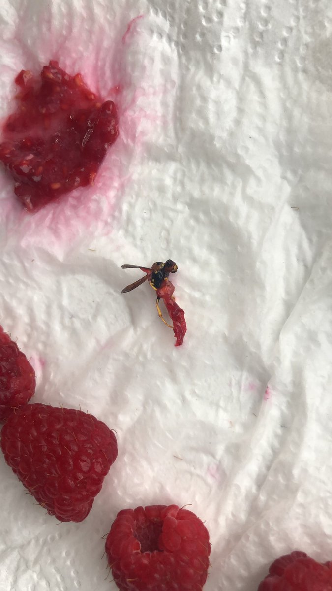 EmilyRHughes's tweet photo. A Wasp!! inside my raspberry from @waitrose . This is my worse food experience of my life by far🤢🤢🤢 what is it doing in the raspberry’s Waitrose ?? https://t.co/mIQf3LGVJO