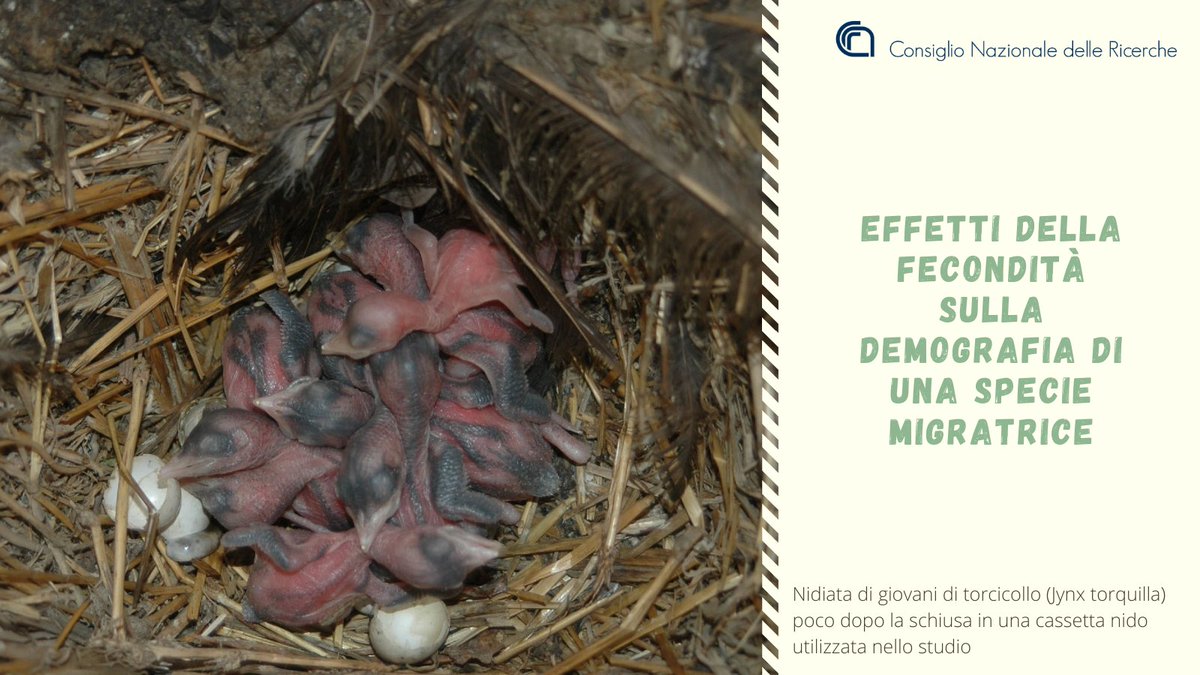 CNRsocial_'s tweet image. #Cnr_Ismar, @Vogelwarte_scie e Museo #Heineanum, hanno studiato i meccanismi che regolano gli andamenti delle popolazioni animali, estremamente importanti per predire il rischio che una popolazione rara o minacciata vada incontro a estinzione
👉 cnr.it/it/news/9967
