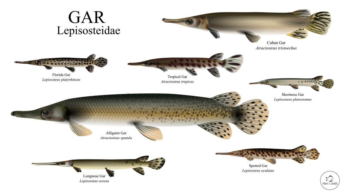 fish_lines's tweet image. That's our #GARtwork series successfully completed!! Here's all the seven gar illustrations scaled to their sizes. Again, can't thank you enough @SolomonRDavid for your guidance throughout, was a great experience working on this project!  
#sciart #fishsketch #digitalart