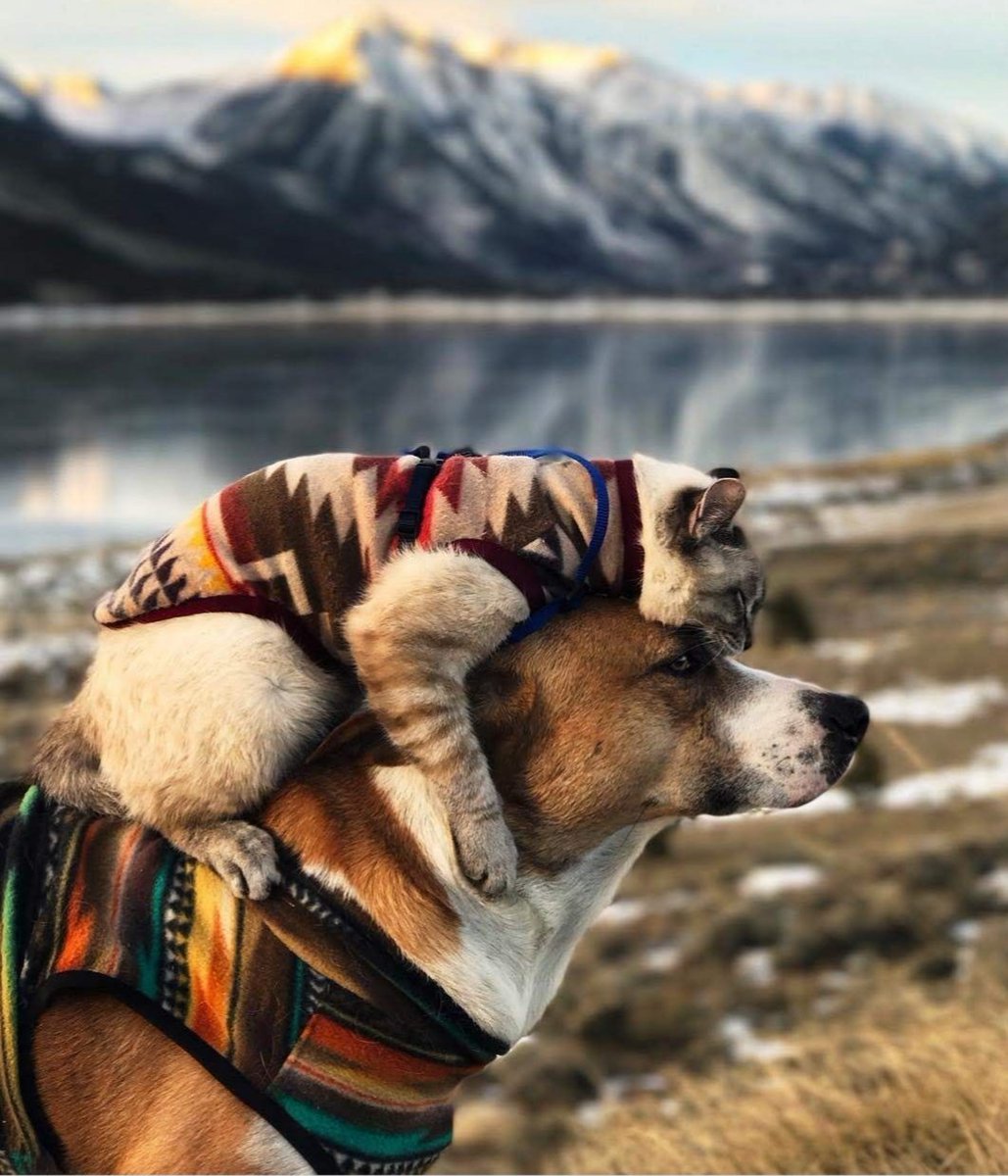 UKAgainstGDCMT's tweet photo. Our road ahead may be a long one but we all share the same path.
#dogandcatmeatban 
#Yulin #BOKNAL #Evala #Vietnam #cambodia #Nagaland https://t.co/pBgwD4xCTU