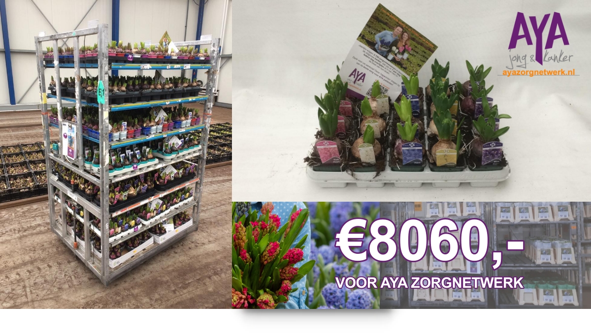 Fantastisch opbrengst van €8060,- bij de veiling van bol- en snijhyacinten bij <a href="/FloraHolland/">Royal FloraHolland</a> <a href="/Plantion/">Plantion</a>. Opbrengst komt ten goede aan #AYAzorg.
BEDANKT: iedereen die aan deze mooie actie heeft meegewerkt! 💜

Help jij ook mee?! Bestel op bloomgift.nl/aya en steun!